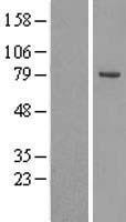 ls114884 osbpl10 human over expression lysates nm 017784 wb testing 1