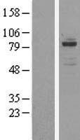 OSBPL11 Human Over-expression Lysates NM_022776