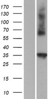 ls114900 ctrp4 c1qtnf4 human over expression lysates nm 031909 wb testing 1