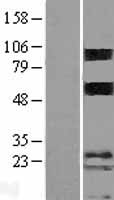 ls114908 porimin tmem123 human over expression lysates nm 052932 wb testing 1