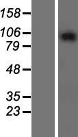 ls114928 gprasp2 human over expression lysates nm 001004051 wb testing 1