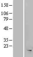 ls114932 mrfap1l1 human over expression lysates nm 152301 wb testing 1