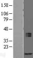 ls114932 mrfap1l1 human over expression lysates nm 203462 wb testing 2
