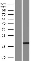 PTPMT1 Human Over-expression Lysates NM_001143984