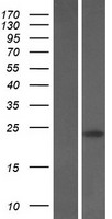 PTPMT1 Human Over-expression Lysates NM_175732