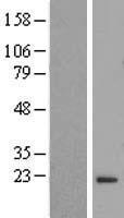 ls114984 flywch2 human over expression lysates nm 138439 wb testing 1