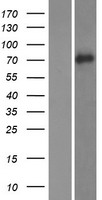 SLITL2 (VASN) Human Over-expression Lysates NM_138440