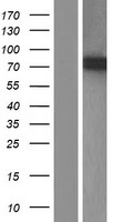 ls114991 znf618 human over expression lysates nm 133374 wb testing 1