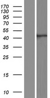 ls115201 atg4a human over expression lysates nm 178270 wb testing 1