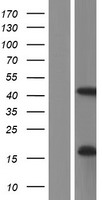 ls115294 pcmtd1 human over expression lysates nm 052937 wb testing 1