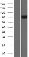 GBP4 Human Over-expression Lysates NM_052941