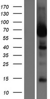 ls115399 lrrc56 human over expression lysates nm 198075 wb testing 1
