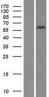ZNF689 Human Over-expression Lysates NM_138447