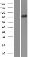GEFT (ARHGEF25) Human Over-expression Lysates NM_001111270