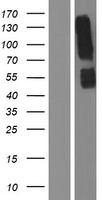 Killer cell immunoglobulin like receptor 3DL3 (KIR3DL3) Human Over-expression Lysates NM_153443