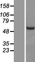 NOSTRIN Human Over-expression Lysates NM_001039724