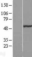 NOSTRIN Human Over-expression Lysates NM_052946