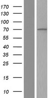 ls115727 rasgrp 4 rasgrp4 human over expression lysates nm 001146204 wb testing 2
