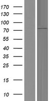 ls115727 rasgrp 4 rasgrp4 human over expression lysates nm 001146205 wb testing 3