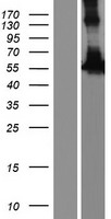 ls115727 rasgrp 4 rasgrp4 human over expression lysates nm 001146206 wb testing 4