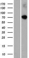 ls115727 rasgrp 4 rasgrp4 human over expression lysates nm 170604 wb testing 1
