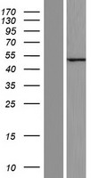 C12orf56 Human Over-expression Lysates NM_001099676