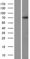 C12orf56 Human Over-expression Lysates NM_001170633