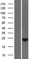 ls115861 txnl6 nxnl1 human over expression lysates nm 138454 wb testing 1