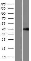 LRRC58 Human Over-expression Lysates NM_001099678