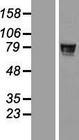 ls116115 znf526 human over expression lysates nm 133444 wb testing 1
