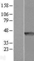ls116143 wdr92 human over expression lysates nm 138458 wb testing 1