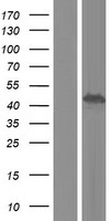 C8orf34 Human Over-expression Lysates NM_001195639