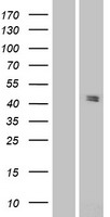ls116337 pannexin 3 panx3 human over expression lysates nm 052959 wb testing 1
