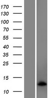 C5orf55 (EXOC3-AS1) Human Over-expression Lysates NM_138464