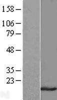RBP7 Human Over-expression Lysates NM_052960