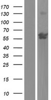 ZNF837 Human Over-expression Lysates NM_138466