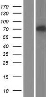 ls116447 top1mt human over expression lysates nm 052963 wb testing 1