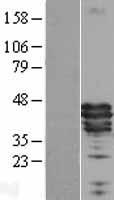 ls116519 apolipoprotein a v apoa5 human over expression lysates nm 052968 wb testing 1