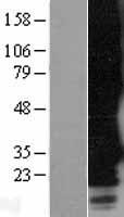 ls116535 mrgprf human over expression lysates nm 145015 wb testing 2