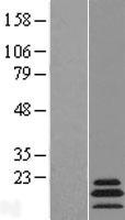 ls116541 mrpl54 human over expression lysates nm 172251 wb testing 1