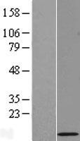 ls116832 rpl39l human over expression lysates nm 052969 wb testing 1