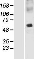 ls116841 snap47 human over expression lysates nm 053052 wb testing 1