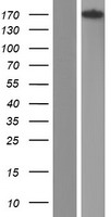 ARAP1 Human Over-expression Lysates NM_001040118