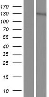 Centaurin gamma 1 (AGAP2) Human Over-expression Lysates NM_001122772