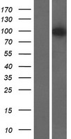 ls116988 centg3 agap3 human over expression lysates nm 031946 wb testing 1