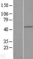 RAB3IP Human Over-expression Lysates NM_022456
