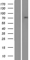 SSX2IP Human Over-expression Lysates NM_014021