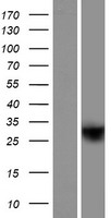 ls117245 plaat5 human over expression lysates nm 054108 wb testing 1