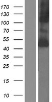 SLC16A10 Human Over-expression Lysates NM_018593