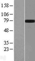 GALNTL2 (GALNT15) Human Over-expression Lysates NM_054110